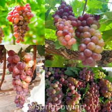 Load image into Gallery viewer, Midknight Beauty Grapes Seeds - Giant Rose (Rose scented)- 98% Germination🔥