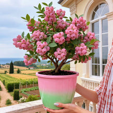 Load image into Gallery viewer, 🔥50K+ SOLD!💟Premium Pink Blueberry Seeds -😋A Uniquely Delightful Taste