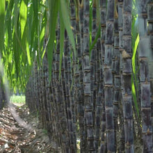 Load image into Gallery viewer, 🌱 Grow Your Own Sugarcane – High Germination Seeds ✨ for Easy Home Gardens 🌿!
