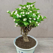 Load image into Gallery viewer, ⏳Limited Time Deal! 50% OFF — 🌸 Double Jasmine Plant