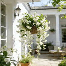 Load image into Gallery viewer, 🏆 OVER 75,000 SOLD! 🌿❄️ Midnight Fragrant Jasmine Seeds – Winter sowing, perennial flowering, and aromatic elegance in the garden 🌸