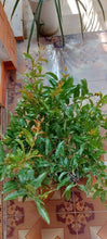 Load image into Gallery viewer, Sirenevyi Pomegranate Live Plant - Exotic Fruit-Bearing Plant, Hardy Pomegranate Tree, Tropical Garden
