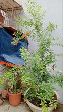 Load image into Gallery viewer, Sirenevyi Pomegranate Live Plant - Exotic Fruit-Bearing Plant, Hardy Pomegranate Tree, Tropical Garden