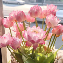 Load image into Gallery viewer, 🌸【7 days germination】Last Day Sale - 50% OFF💐The Sacred Bonsai Bowl Lotus Flower