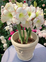 Load image into Gallery viewer, 🌺Double-Petaled Perfume Amaryllis Bulbs
