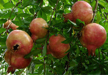 Load image into Gallery viewer, Sirenevyi Pomegranate Live Plant - Exotic Fruit-Bearing Plant, Hardy Pomegranate Tree, Tropical Garden