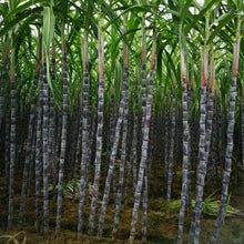 Load image into Gallery viewer, 🌱 Grow Your Own Sugarcane – High Germination Seeds ✨ for Easy Home Gardens 🌿!