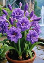 Load image into Gallery viewer, 🌺Double-Petaled Perfume Amaryllis Bulbs