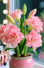 Load image into Gallery viewer, 🌺Double-Petaled Perfume Amaryllis Bulbs