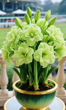 Load image into Gallery viewer, 🌺Double-Petaled Perfume Amaryllis Bulbs