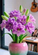 Load image into Gallery viewer, 🌺Double-Petaled Perfume Amaryllis Bulbs