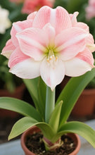 Load image into Gallery viewer, 🌺Double-Petaled Perfume Amaryllis Bulbs