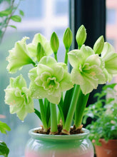 Load image into Gallery viewer, 🌺Double-Petaled Perfume Amaryllis Bulbs