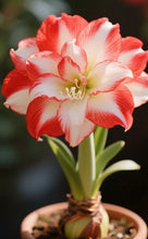 Load image into Gallery viewer, 🌺Double-Petaled Perfume Amaryllis Bulbs