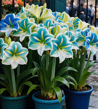 Load image into Gallery viewer, 🌺Double-Petaled Perfume Amaryllis Bulbs