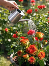 Load image into Gallery viewer, Scottish Red and Green Rose Seeds