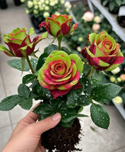 Load image into Gallery viewer, Scottish Red and Green Rose Seeds