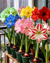 Load image into Gallery viewer, 🌺Double-Petaled Perfume Amaryllis Bulbs