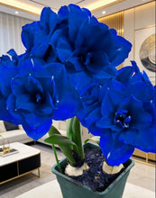 Load image into Gallery viewer, 🌺Double-Petaled Perfume Amaryllis Bulbs