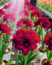 Load image into Gallery viewer, 🌺Double-Petaled Perfume Amaryllis Bulbs