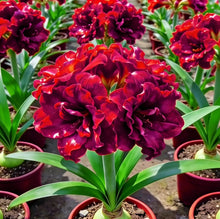 Load image into Gallery viewer, 🌺Double-Petaled Perfume Amaryllis Bulbs