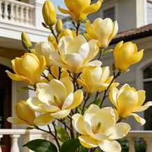 Load image into Gallery viewer, Magnolia liliiflora (Purple Orchids) Bulbs 🌸 Flowers Hide the Leaves, Fragrance Fills the Air