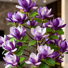 Load image into Gallery viewer, Magnolia liliiflora (Purple Orchids) Bulbs 🌸 Flowers Hide the Leaves, Fragrance Fills the Air