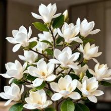 Load image into Gallery viewer, Magnolia liliiflora (Purple Orchids) Bulbs 🌸 Flowers Hide the Leaves, Fragrance Fills the Air