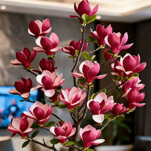 Load image into Gallery viewer, Magnolia liliiflora (Purple Orchids) Bulbs 🌸 Flowers Hide the Leaves, Fragrance Fills the Air