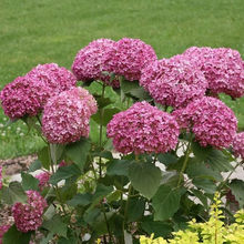 Load image into Gallery viewer, 🌺Hydrangea Seed: Unlock Nature's Beauty