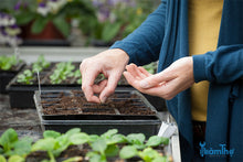 Load image into Gallery viewer, Sirenevyi Pomegranate Live Plant - Exotic Fruit-Bearing Plant, Hardy Pomegranate Tree, Tropical Garden