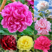 Load image into Gallery viewer, 🌺THE QUEEN OF FLOWERS—DOUBLE PETALED PIANI