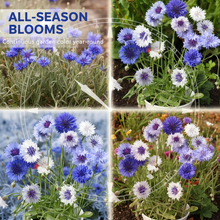 Load image into Gallery viewer, 🌸 All-Season Blooming Cornflower Seeds for Gardens 🌸