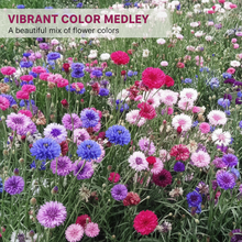 Load image into Gallery viewer, 🌸 All-Season Blooming Cornflower Seeds for Gardens 🌸