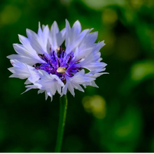 Load image into Gallery viewer, 🌸 All-Season Blooming Cornflower Seeds for Gardens 🌸