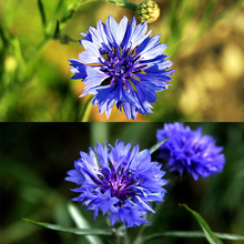 Load image into Gallery viewer, 🌸 All-Season Blooming Cornflower Seeds for Gardens 🌸