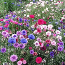 Load image into Gallery viewer, 🌸 All-Season Blooming Cornflower Seeds for Gardens 🌸