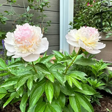 Load image into Gallery viewer, 🌺THE QUEEN OF FLOWERS—DOUBLE PETALED PIANI
