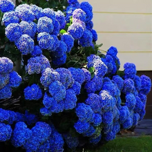 Load image into Gallery viewer, 🌺Hydrangea Seed: Unlock Nature's Beauty